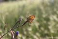 Melitaea ornata ()